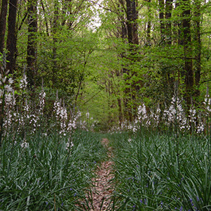 Sentier dans la forêt de Mervent